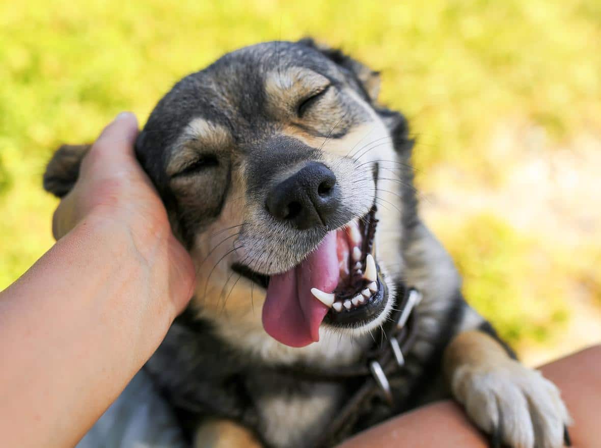 Pets
